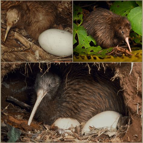 The Brown Kiwi Holds The World Record For The Largest Egg To Body Size