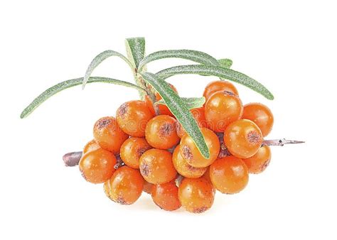 Sea Buckthorn Branches With Fresh Ripe Berries And Leaves Isolated On