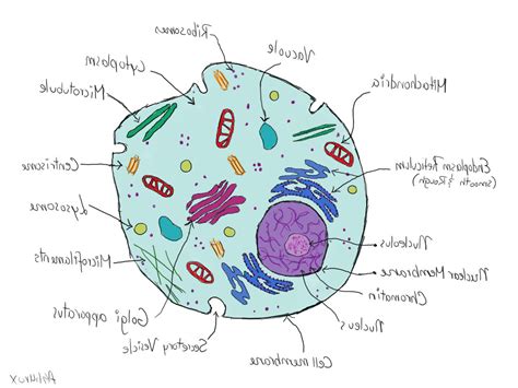 liver cell structure diagram