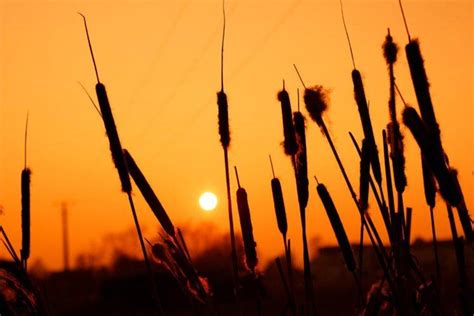 plants, Wheat, Silhouette Wallpapers HD / Desktop and Mobile Backgrounds