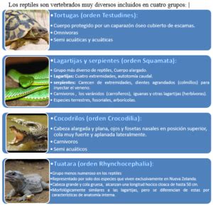 Tipos Y Ejemplos De Reproducci N De Reptiles Mascotario 3630 Hot Sex