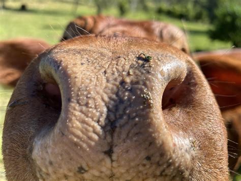 Up Close And Personal With Fatcow Shes Very Fat Rcows