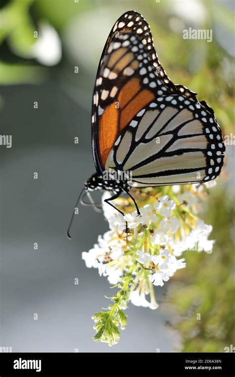 Butterfly Danaus Plexippus Hi Res Stock Photography And Images Alamy