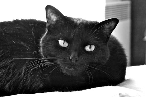 Halloween d où vient la superstition autour des chats noirs