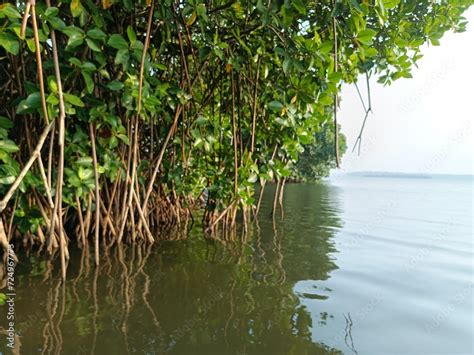 Rhizophora Stylosa The Spotted Mangrove Red Mangrove Small Stilted