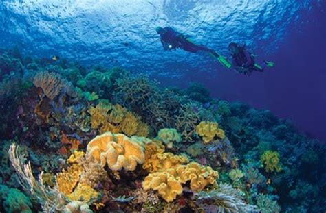 Menjelajah Wisata Di Taman Nasional Wakatobi Dari Surga Bawah Laut