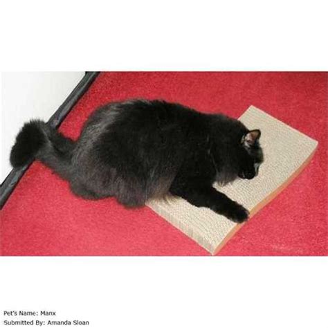 Purrshire Wave Cat Scratcher Free Uk Delivery