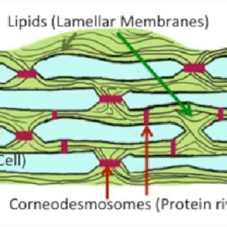 Protective function of the skin against the environment. | Download Scientific Diagram