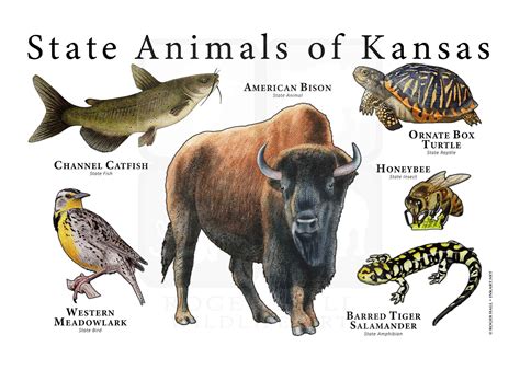 Kansas State Animals Poster Print | Etsy