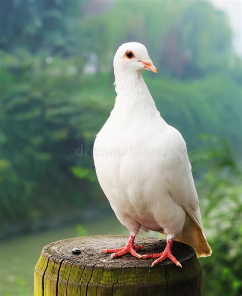 500 White Pigeon Free Stock Photos Stockfreeimages