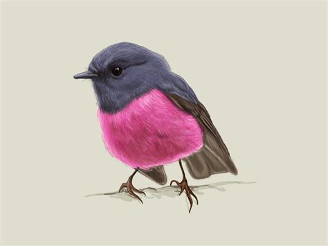 Pink Robin Bird. Work in progress. by Natalka Dmitrova on Dribbble