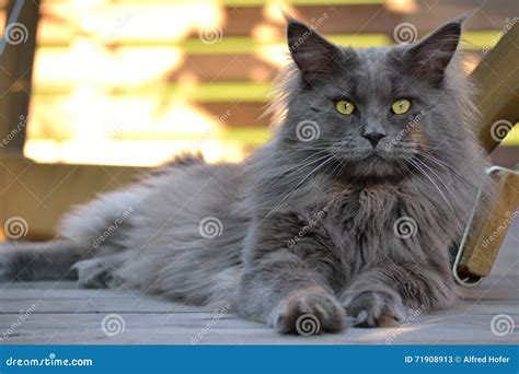 A Gray Maine Coon Cat Stock Image Image Of Front Gray