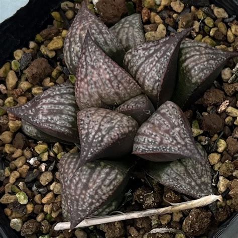 Yahoo!オークション - ハオルチア Haworthia splendens CL1(EH)