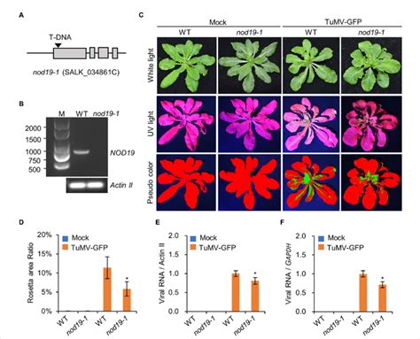 Knockout Nod19 Affects Viral Proliferation A Schematic Download