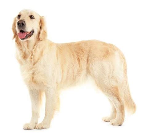 Golden Retriever Carattere Malattie Cure E Consigli Del Veterinario