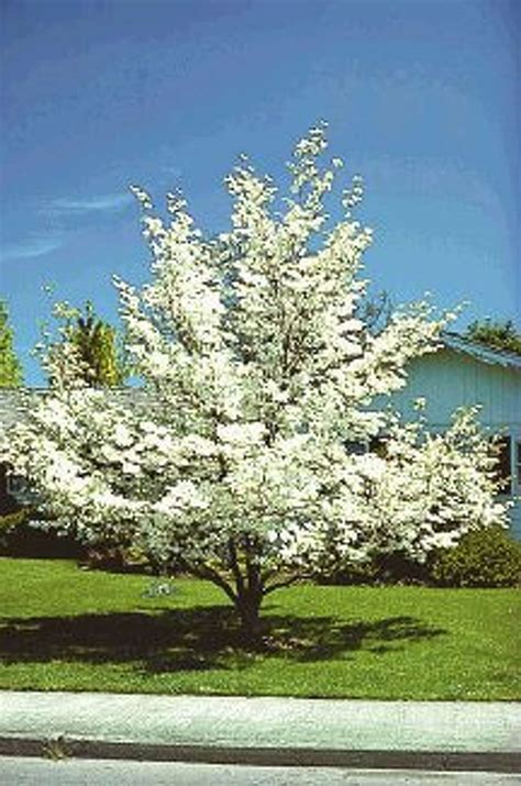 Join Arbor Day Foundation In August Get 10 Free Flowering Dogwood Trees