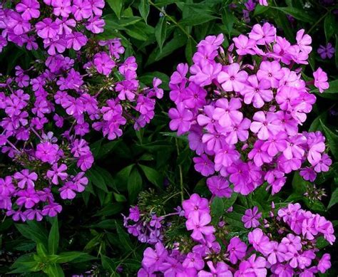 Common Purple Phlox Seeds - Renaissance Farms