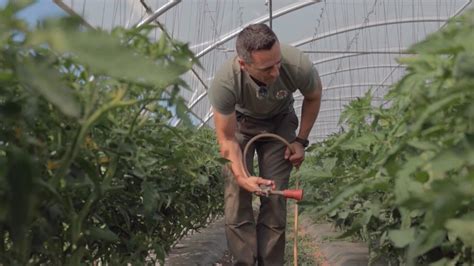 Tratamiento de azufre contra la araña roja en las tomateras Canal