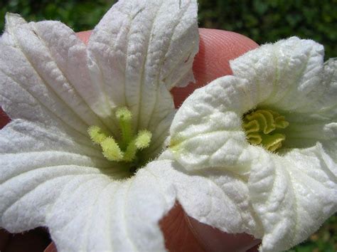 Coccinia Grandis Images Useful Tropical Plants