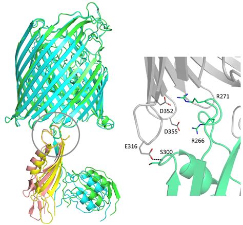 Figures And Data In Ternary Structure Of The Outer Membrane Transporter