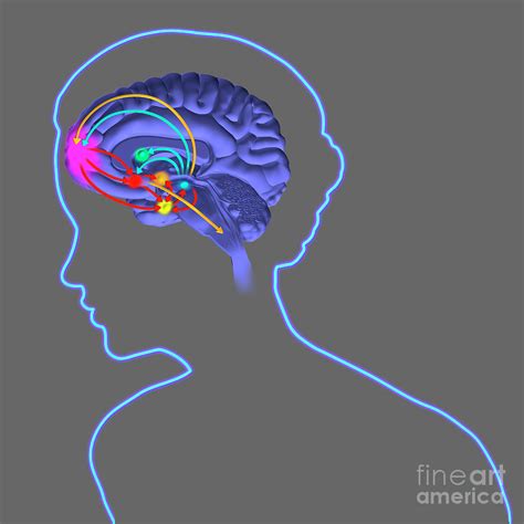 Brain Reward Pathway Photograph By Fernando Da Cunha Science Photo