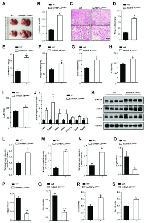 Hnrnp A1 Deficiency In Skeletal Muscle Exacerbates Hfd Induced Hepatic