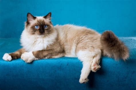 How Long Do Ragdoll Cats Live Average Lifespan Data And Care Hepper