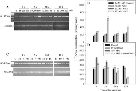 Response Of H PPase To NaCl A B And To PEG C D Treatments A C