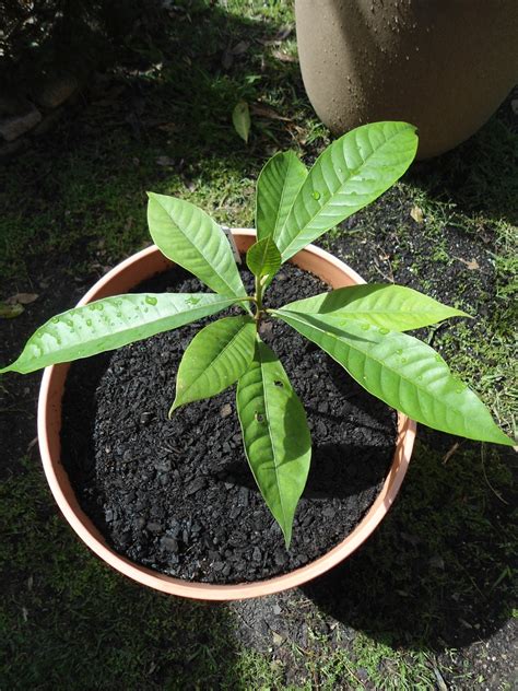 Mamey Sapote Tree - Pouteria sapota