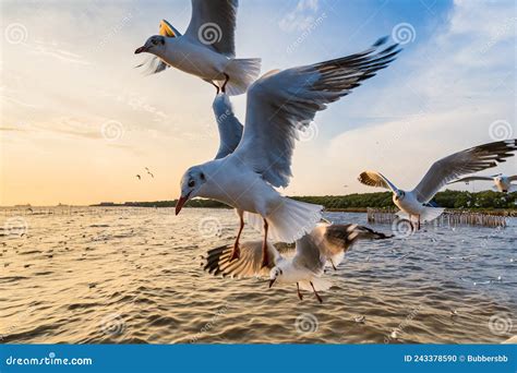 Flock Of Seagull Birds Floating On Sea Surface At Bang Pu Samut