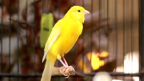 Bird Singing Canary - Kenari Gacor Cuit-cuit Efektif Buat Pancingan ...