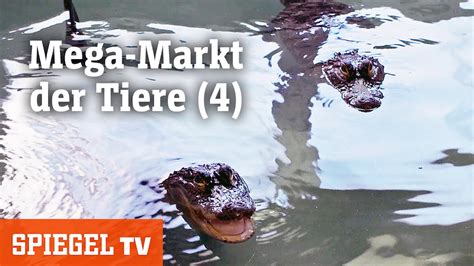 Mega Markt Der Tiere Wasserschweine Im Anflug Spiegel Tv