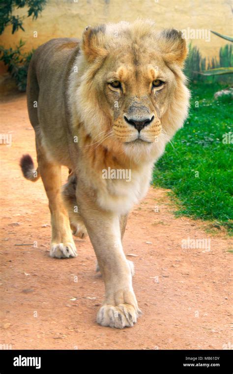 Single Male Angola Lion Panthera Leo Bleyenberghi In A Zoological