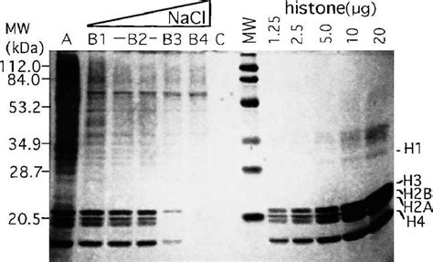 Denaturing Polyacrylamide Gel Electrophoresis Of Download Scientific Diagram