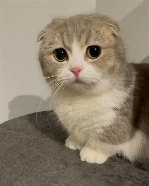 Pin By Ten On Singkit ️ Cat Scottish Fold Munchkin Cat Scottish Fold