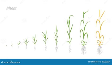 Wheat Growth Stages Cereals Crop Maturation Process Spikelet