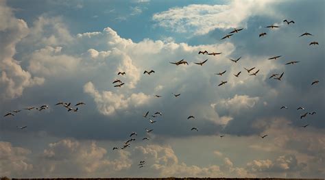 500 Free Birds Flying Sunset Nature Photos Pixabay