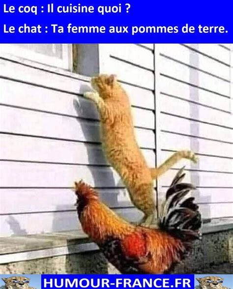 Le Coq Il Cuisine Quoi Humour France Fr