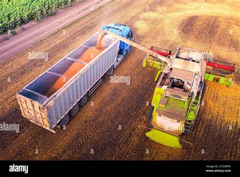 From Field To Transport Combine Loading Grains Into Truck Stock Photo