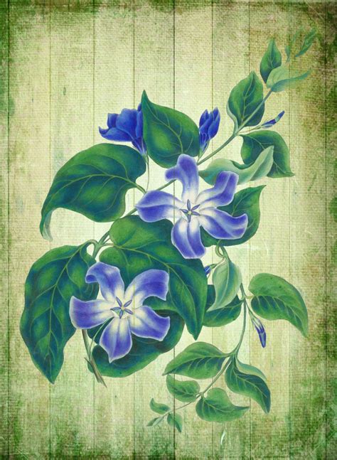 Vintage Floral Art Illustration Free Stock Photo - Public Domain Pictures