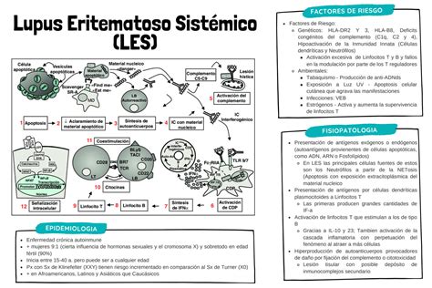 Solution Lupus Eritematoso Sistemico Anticuerpos Antinucleares