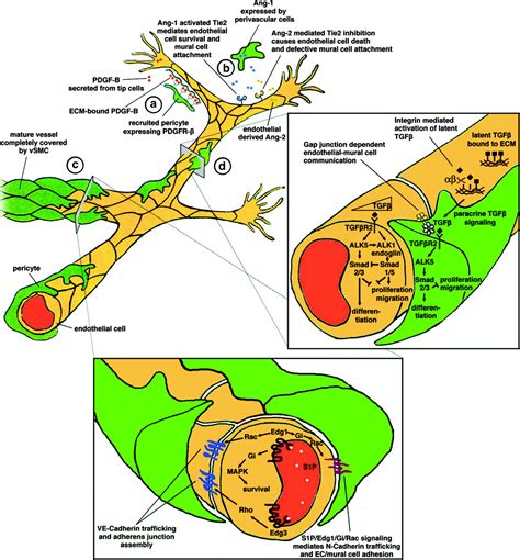 Endothelial Mural Cell Signaling In Vascular Development And