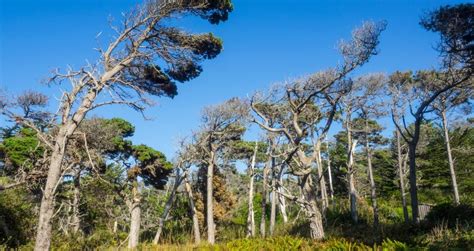 Mendocino Coast Botanical Gardens