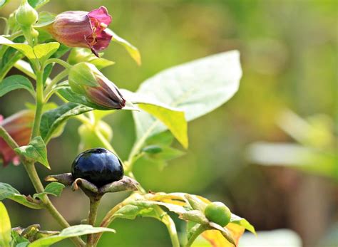 Piante Velenose Tossiche Pericolose Per Uomo In Italia