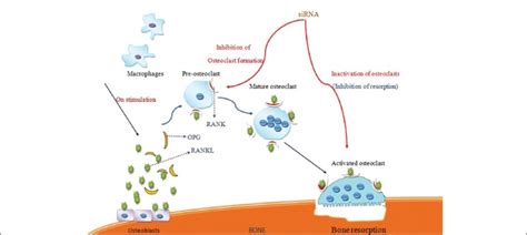 The Cytokine Receptor Activator Of Nuclear Factor KappaB Ligand Binds