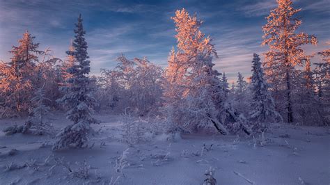 Frost Spruce Forest Hd Winter Wallpapers Hd Wallpapers Id