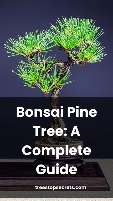 Bonsai Pine Tree With Text Overlay Reading Bonsai Pine Tree A Complete