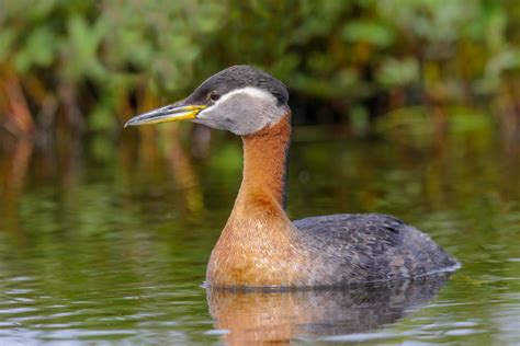 Red Necked Grebe Potters Marsh Alaska 1707 Alan Gutsell Flickr