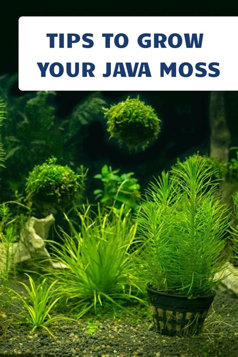 How To Successfully Grow Java Moss