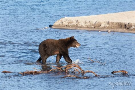 Urso Pardo Selvagem Correndo Ao Longo Dos Cardumes De Um Lago